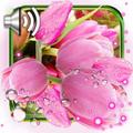 Tulips Spring