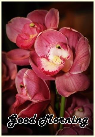 Good Morning Beautiful For Android Apk Download