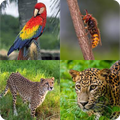 Animal Quiz