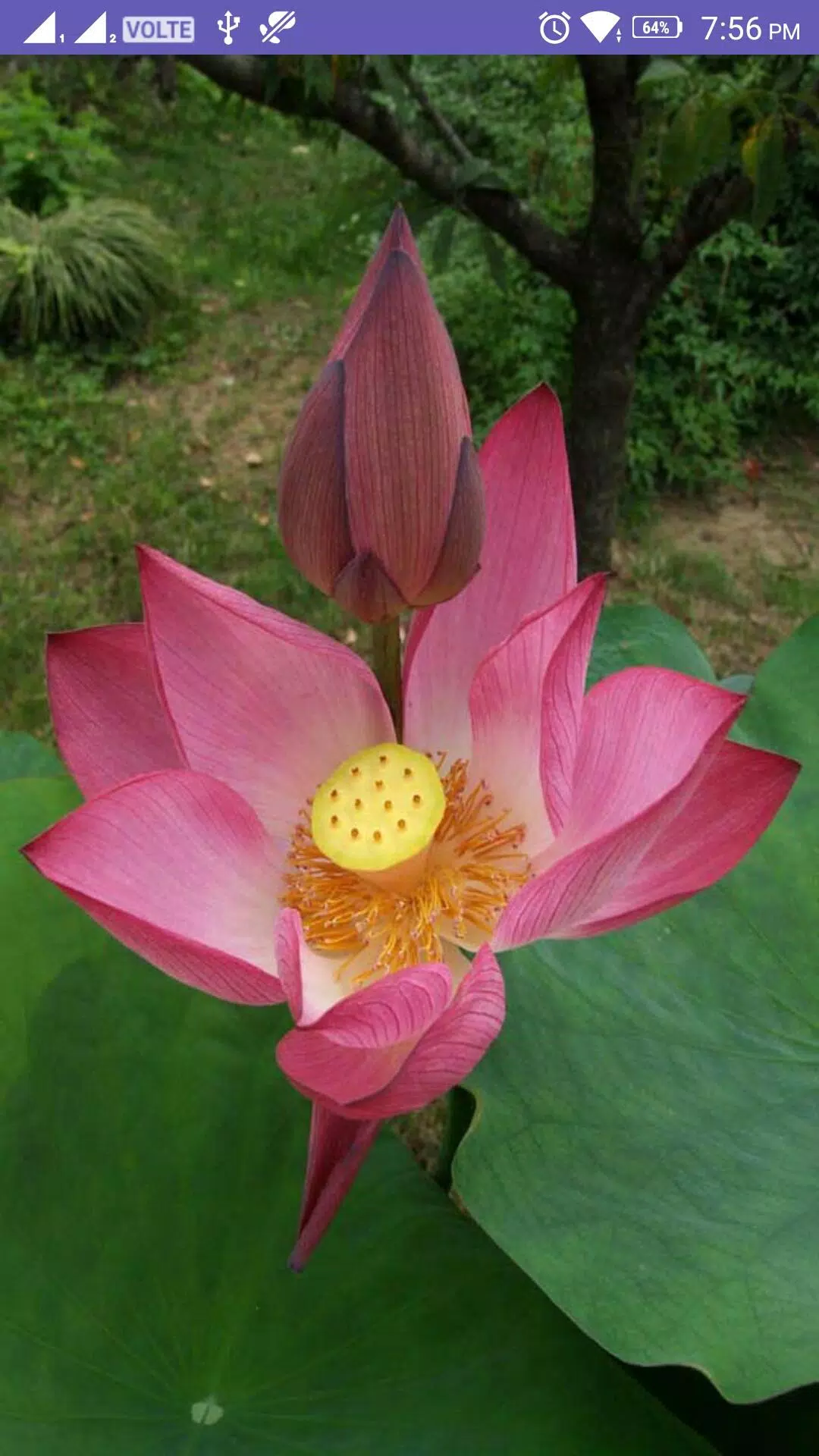 Lotus 4K Wallpaper APK for Android Download Lotus 4K Wallpaper APK for Android Download