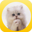 يرجى القط - القط لول APK