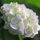APK 白い紫陽花の壁紙