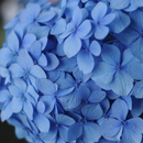 青色や水色の紫陽花の壁紙 APK