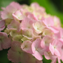 APK ピンク色の紫陽花の壁紙