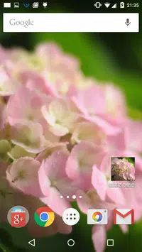 Descarga De Apk De ピンク色の紫陽花の壁紙 Para Android