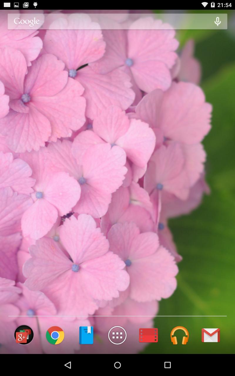 ピンク色の紫陽花の壁紙 For Android Apk Download