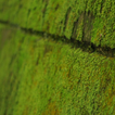 苔 緑色のコケ 壁紙