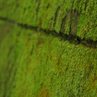 苔 緑色のコケ 壁紙 icône