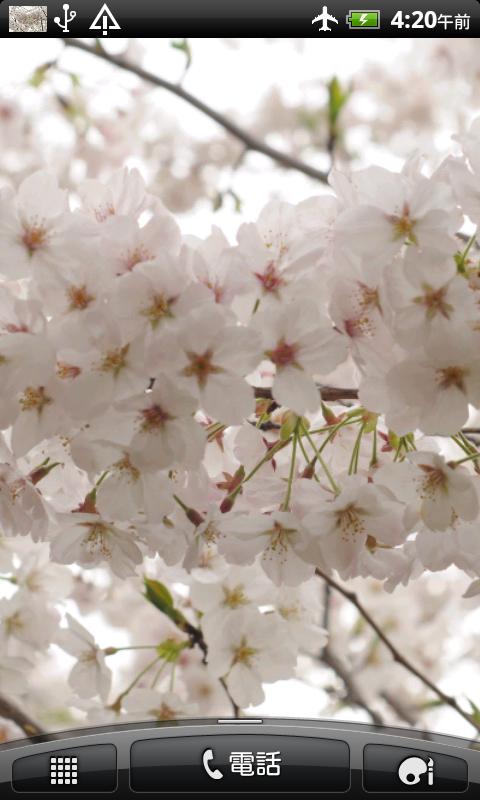 桜の花 壁紙 無料版freeフリー For Android Apk Download