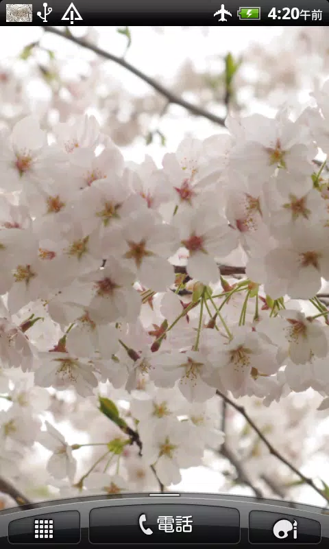 桜の花 壁紙 無料版freeフリー For Android Apk Download