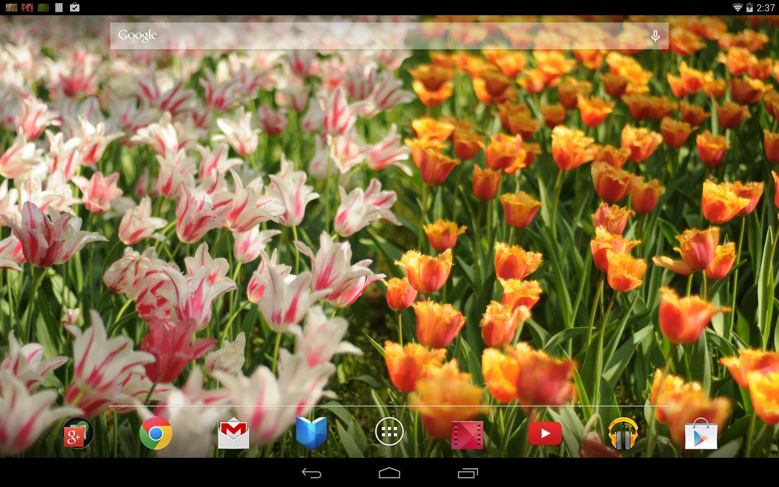 チューリップの壁紙 黄色いチューリップ無料版freeフリー Para Android Apk Baixar