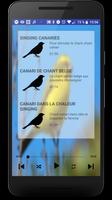 Canaris de chant gratuits Affiche