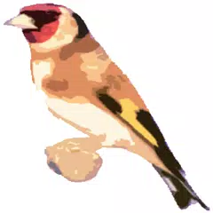 Free Singing goldfinches APK download