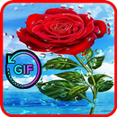 Beautiful flowers and roses pictures Gif 2019 APK