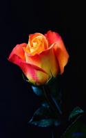 Beautiful flowers and roses pictures Gif 2019 capture d'écran 1