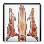 Calculador peso canal vacuno