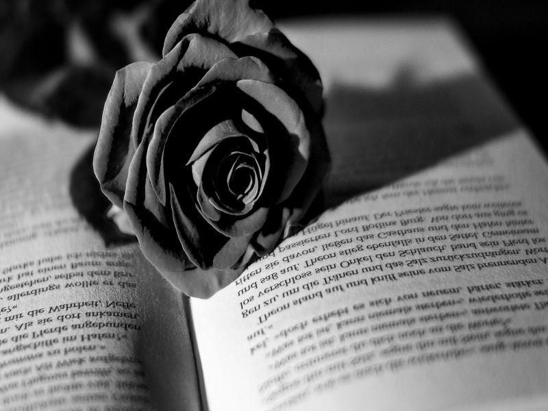Black Rose Wallpaper 2020 APK for Android – Download Black Rose Wallpaper 2020 APK Latest Version from Black Rose Wallpaper 2020 APK for Android – Download Black Rose Wallpaper 2020 APK Latest Version from