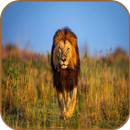 Lion HD Wallpaper APK