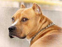 Pitbull HD Wallpaper 2020 Ekran Görüntüsü 3