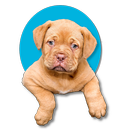 k9 Links APK