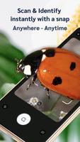 Picture insect: Bug identifier poster