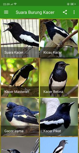 Suara Burung Kacer For Android Apk Download
