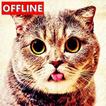 Suara Kucing