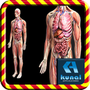 Human Anatomy APK