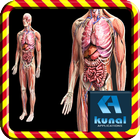Human Anatomy 圖標