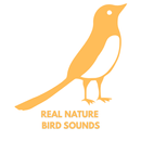 real Nature Bird Sounds APK
