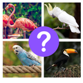 Amazing Birds Quiz