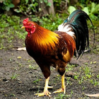 Budidaya Ayam Kampung icône