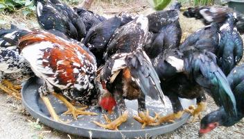 Budidaya Ayam Kampung capture d'écran 3