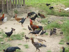 Budidaya Ayam Kampung ภาพหน้าจอ 2