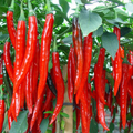 Budidaya Cabai Merah