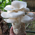 Budidaya Jamur Tiram