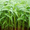Budidaya Kangkung