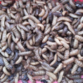 Budidaya Maggot BSF