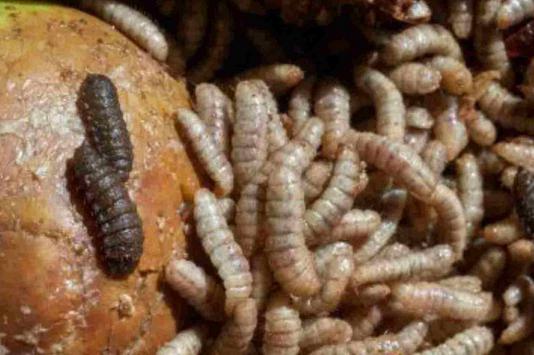 Download Ebook Budidaya Maggot : Download Maggot ...
