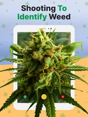 Kush Scan: Cannabis Strains ID アプリダウンロード