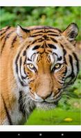 Tiger Pictures 截图 1