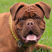 Tapety Buldog