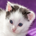 Katten wallpapers en thema's