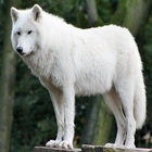 Wolf Wallpapers icône