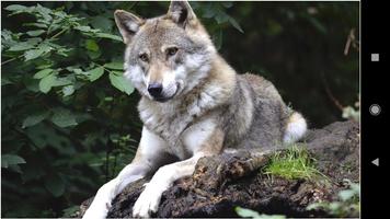 Wolf Wallpapers capture d'écran 1
