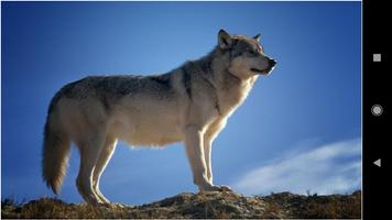 Wolf Wallpapers Affiche