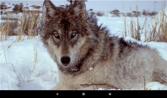 Wolf Wallpapers capture d'écran 3