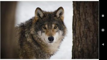 Wolf Wallpapers capture d'écran 2