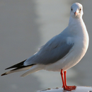 Gull Backgrounds APK