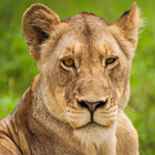 Lion Wallpapers ícone